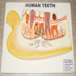 Human Lower Jaw with Teeth Model